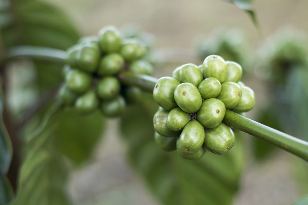 grüner Kaffee auf koerperfett-analyse.de