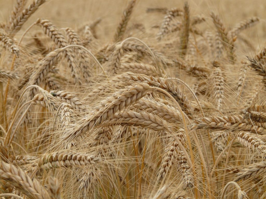 Die klassischen Getreidesorten enthalten Gluten auf koerperfett-analyse.de