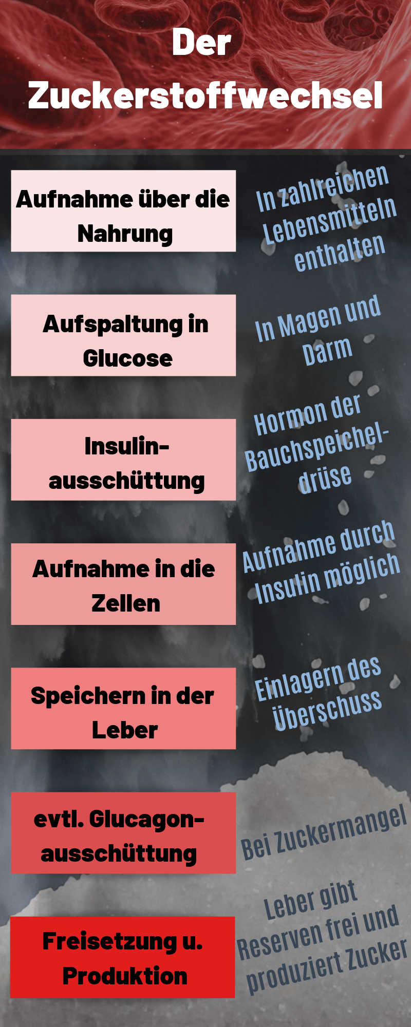 Der Zuckerstoffwechsel auf koerperfett-analyse.de